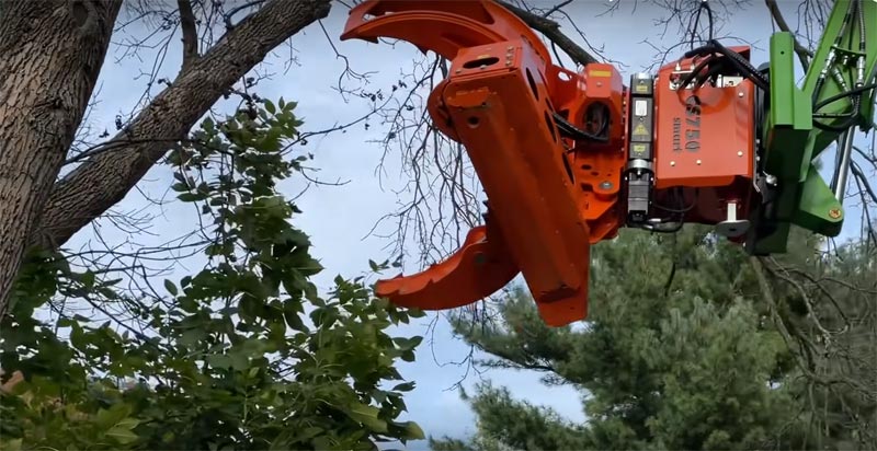 tree removal