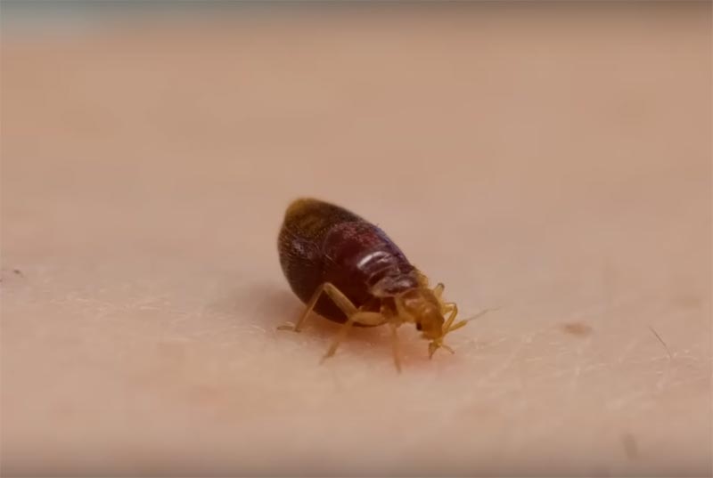 Bed bugs image